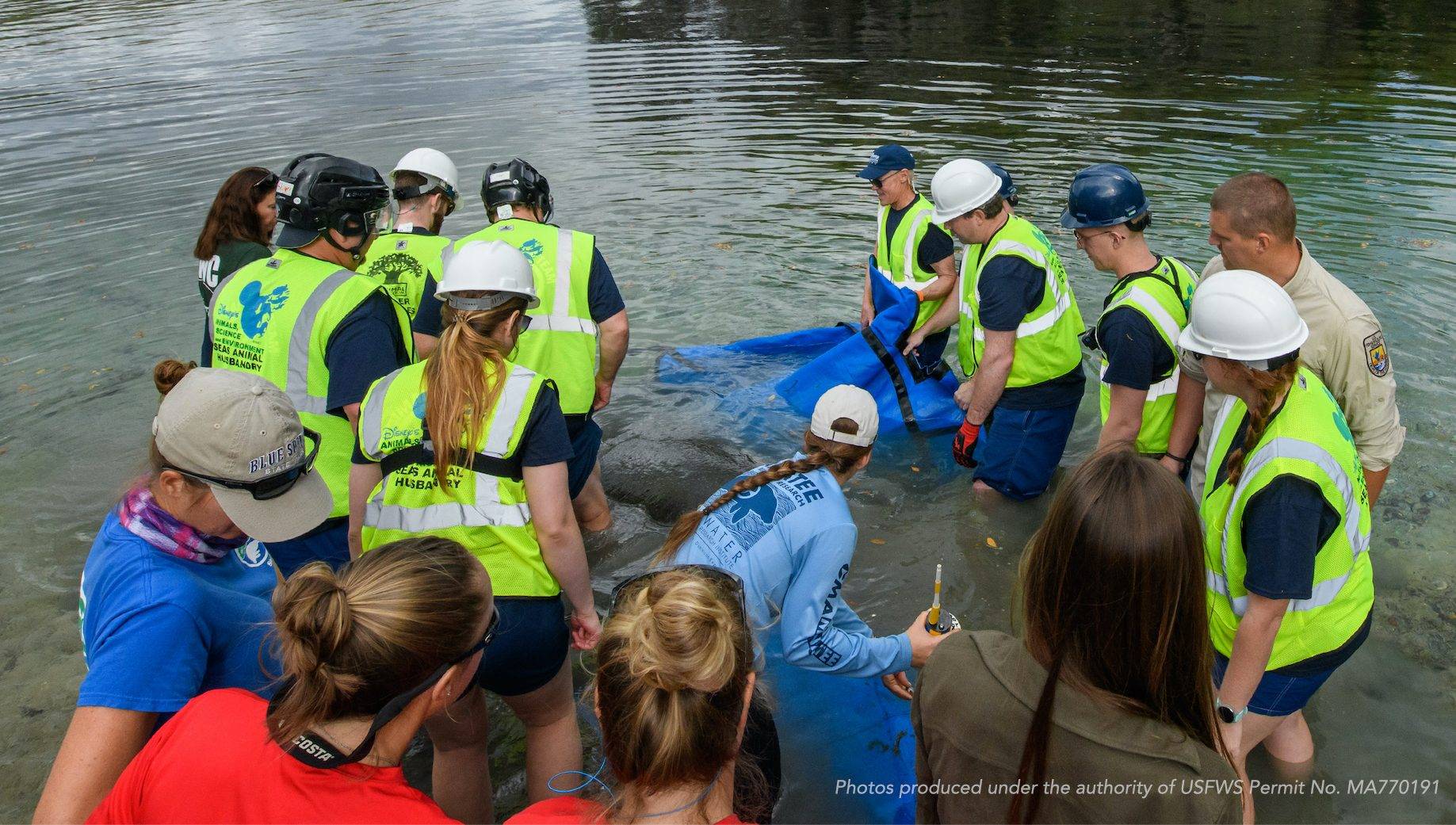 Disney assists with the release of Plantaina the manatee from The