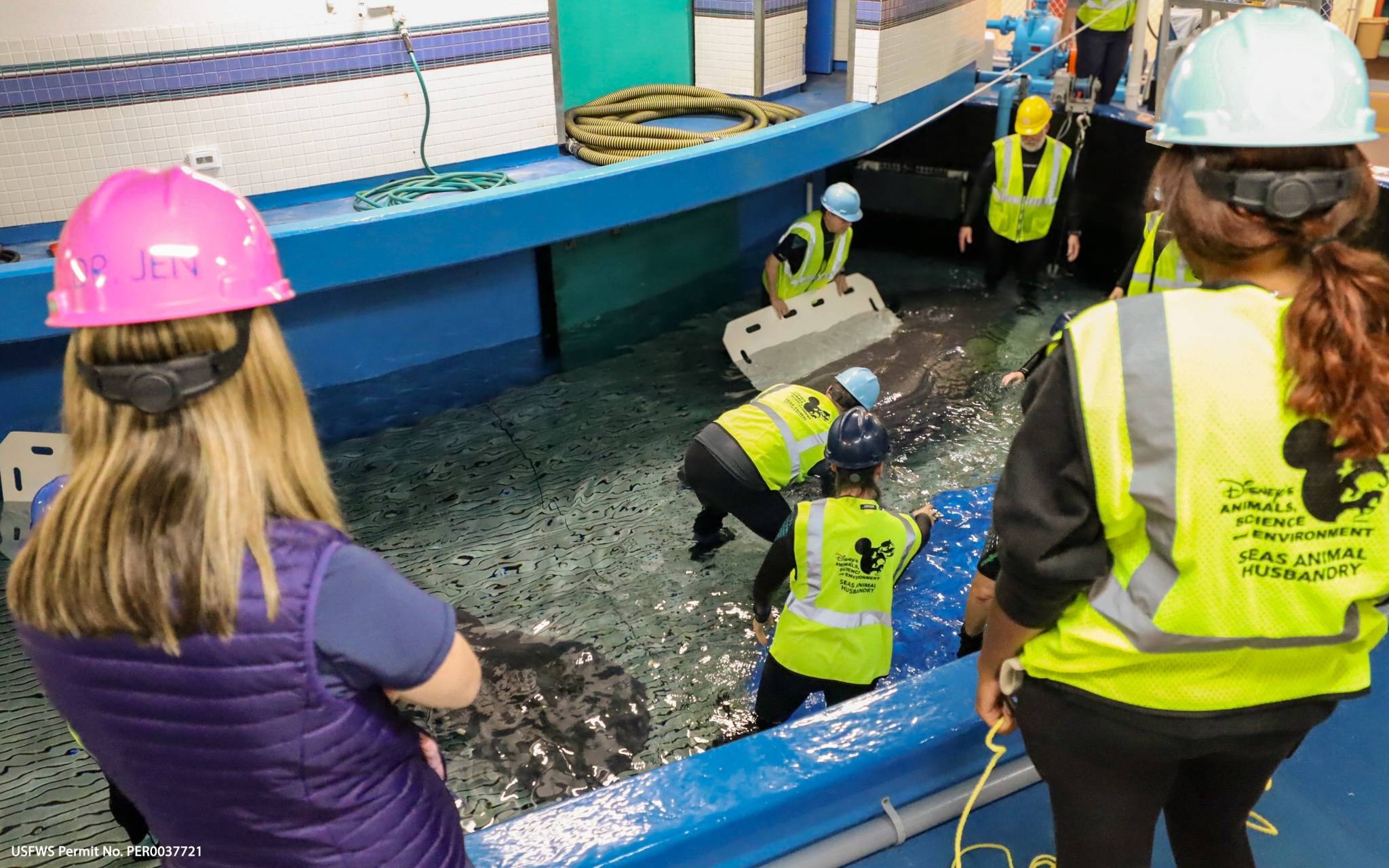 New Manatee Residents at EPCOT's Seas with Nemo and Friends