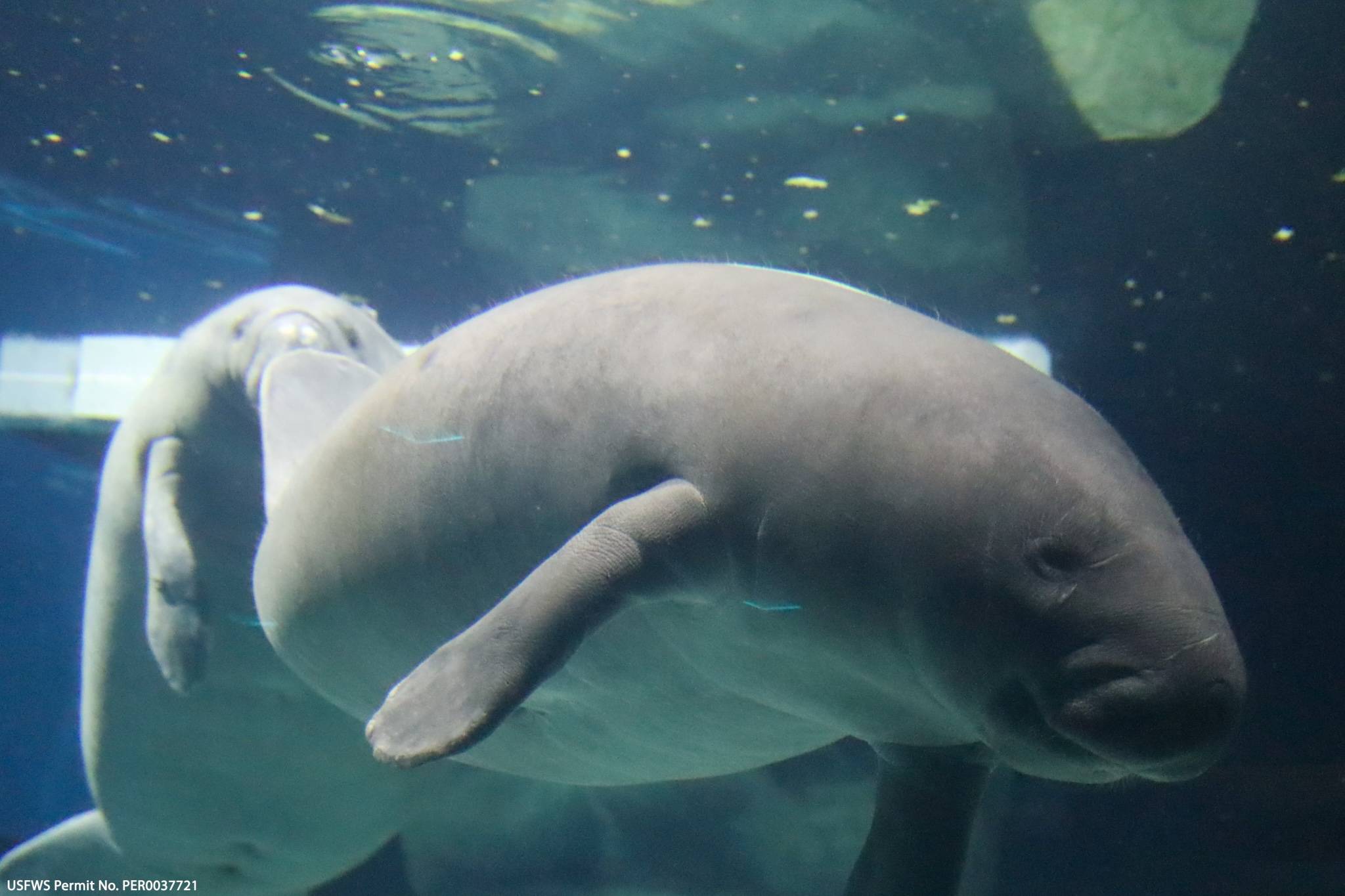 New Manatee Residents at EPCOT's Seas with Nemo and Friends