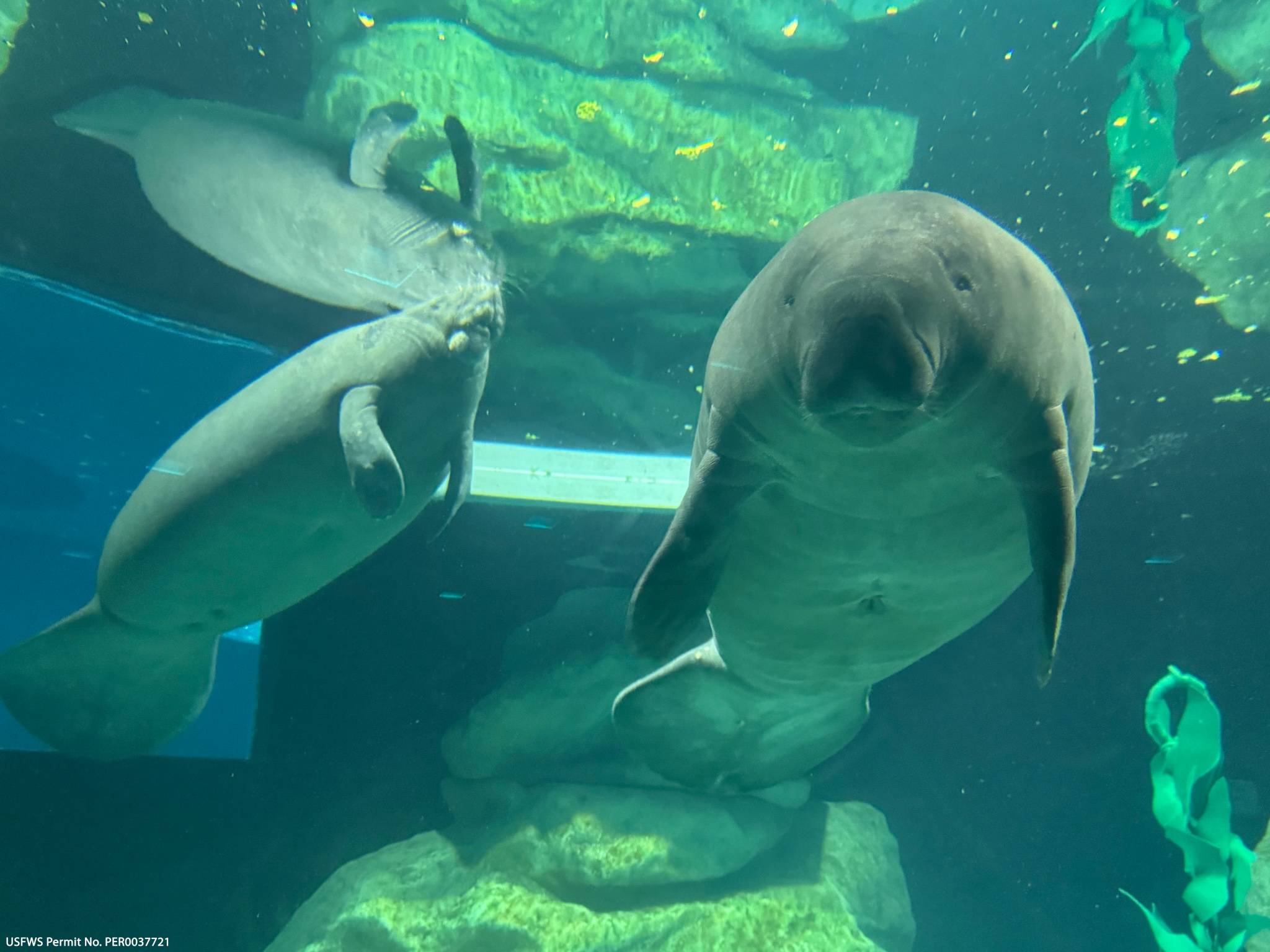 New Manatee Residents at EPCOT's Seas with Nemo and Friends