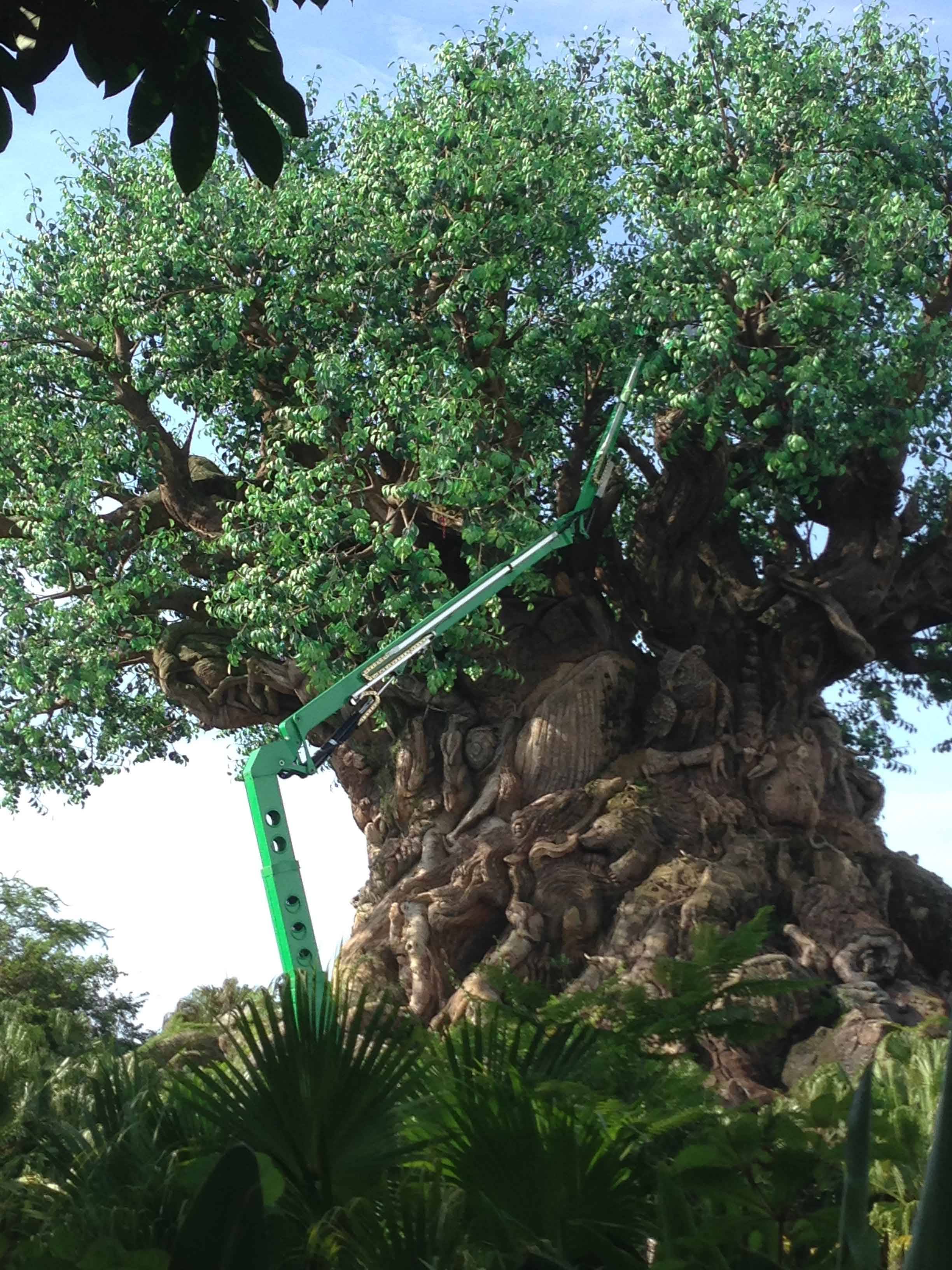 PHOTOS - High reach crane working on Tree of Life during Tough to Be a Bug refurbishment