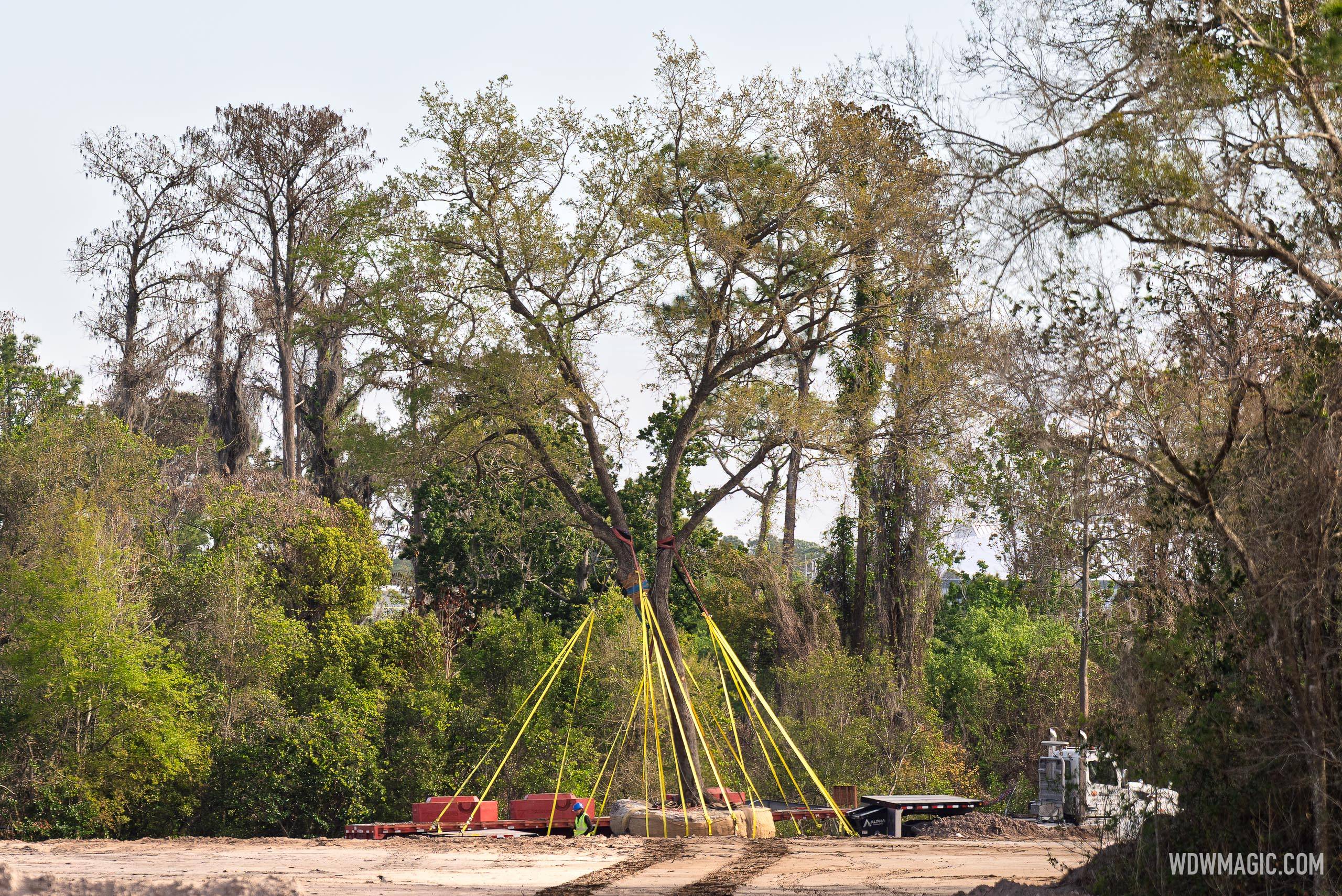 Oak Trees Being Relocated from Villains Land Construction Site
