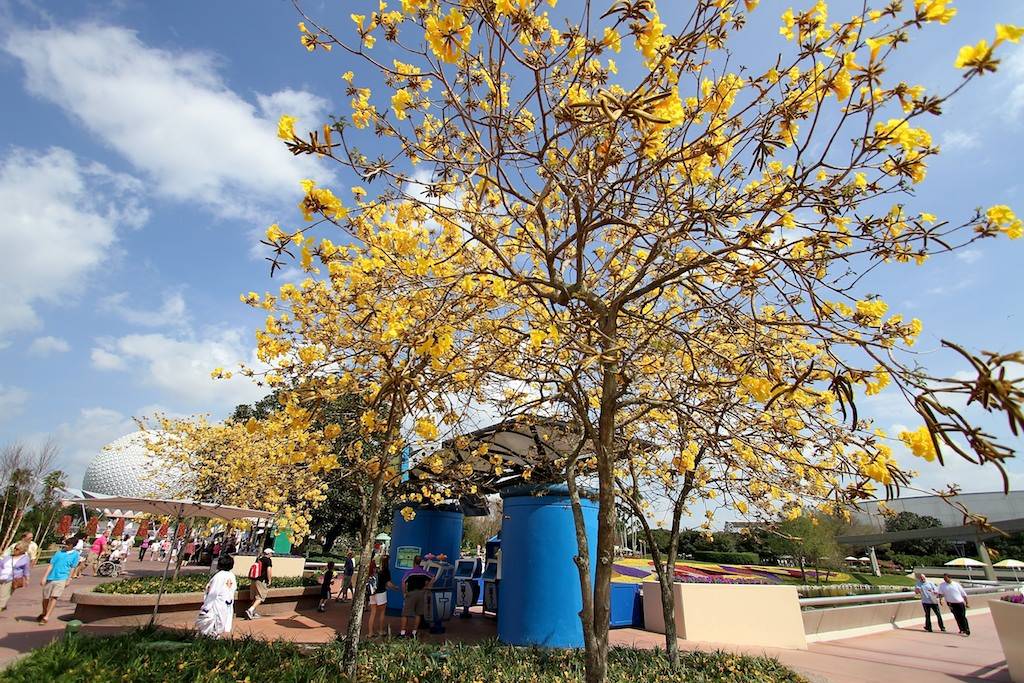 Everything is blooming at Epcot