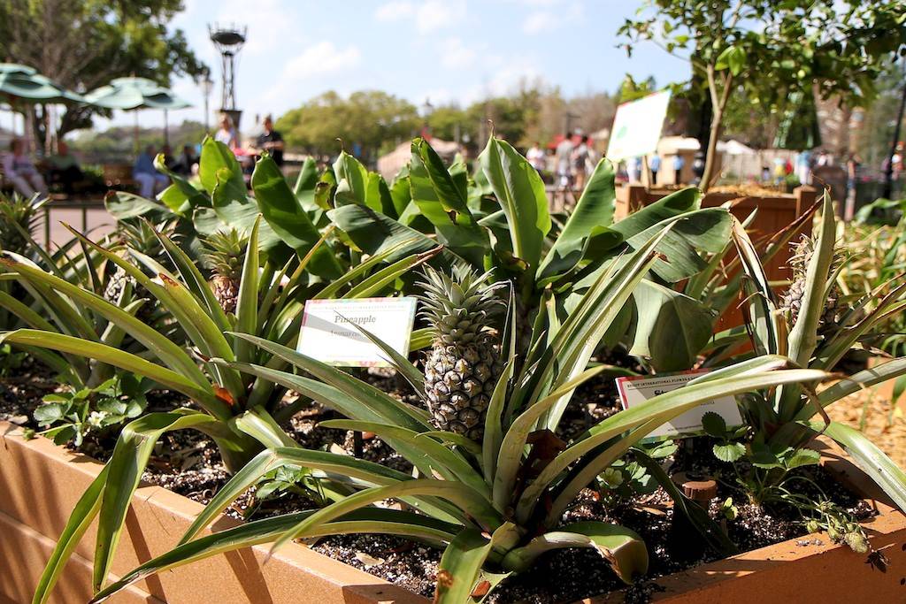 Pineapple plants at the Rainbird Irrigation display