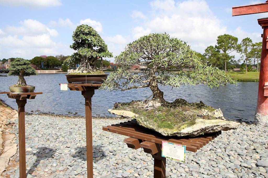 Bonsai Garden at the Japan pavilion