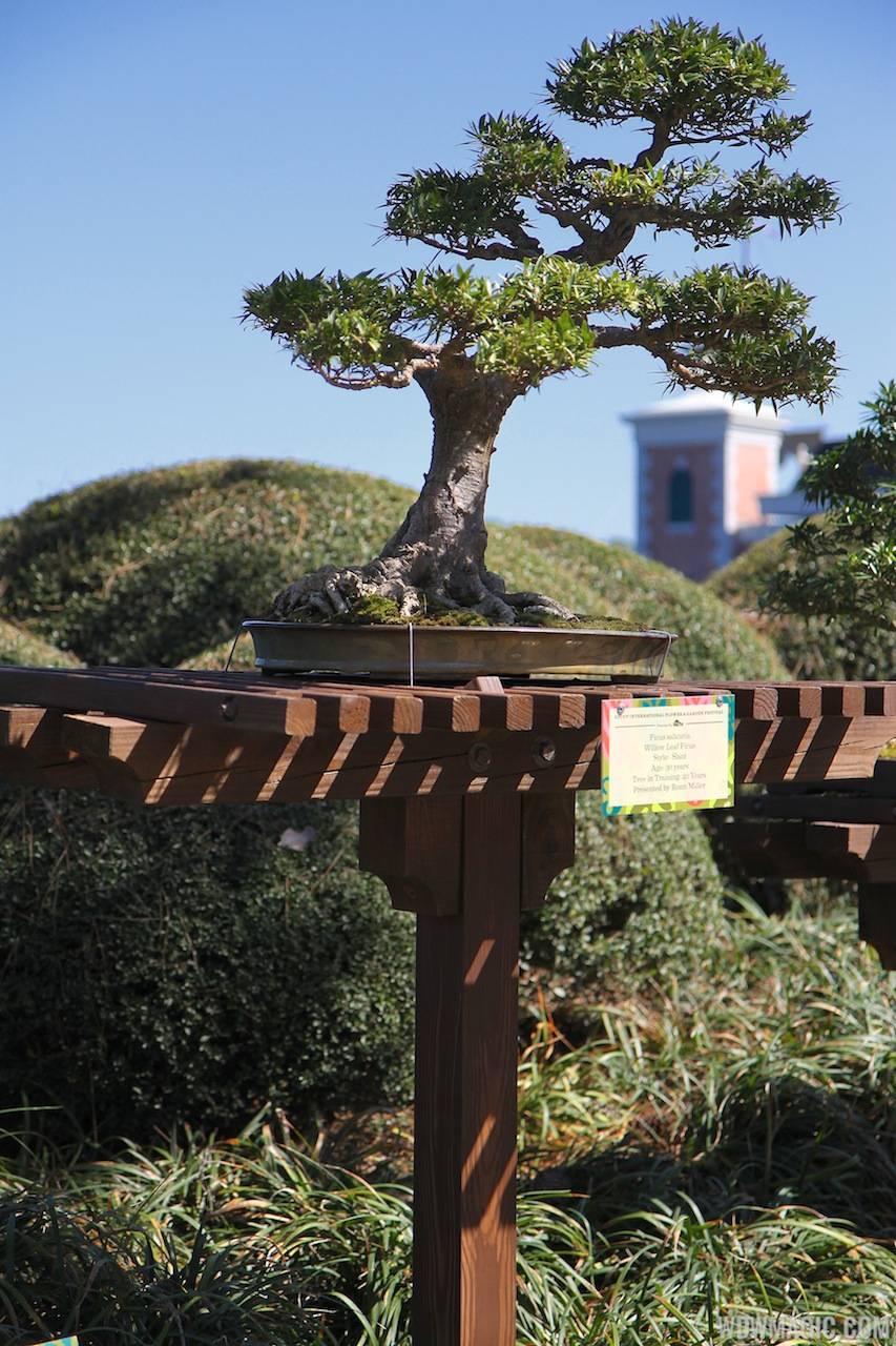 2013 Epcot Flower and Garden Festival - Japan Pavilion bonsai