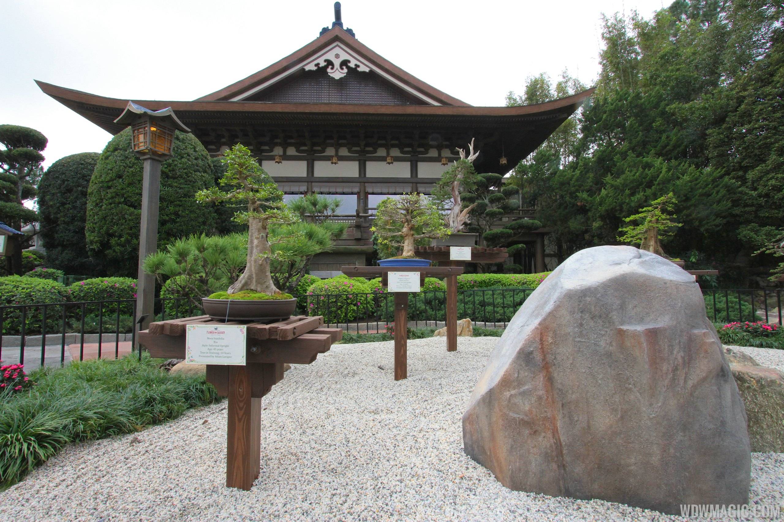 2014 Epcot Flower and Garden Festival - Japan Pavilion bonsai