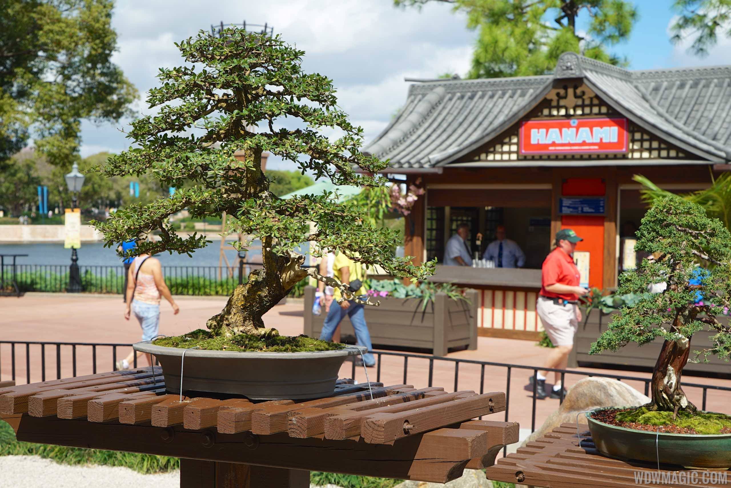 2015 Epcot Flower and Garden Festival - Bonsai in Japan
