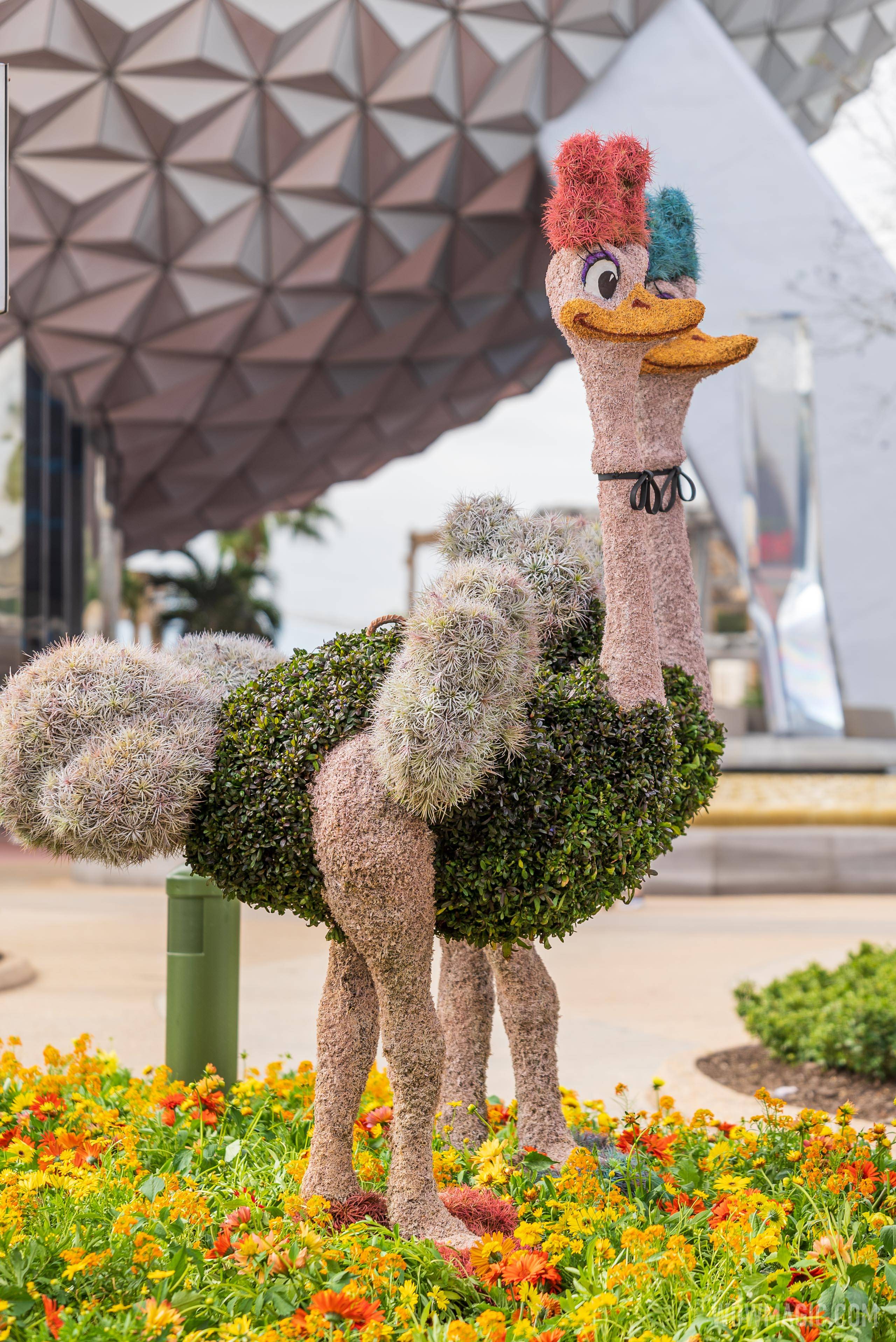 Ostriches – Main Entrance