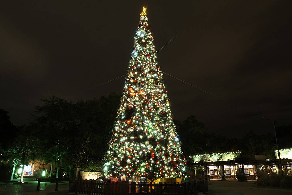 Christmas Tree now in place at Disney's Animal Kingdom