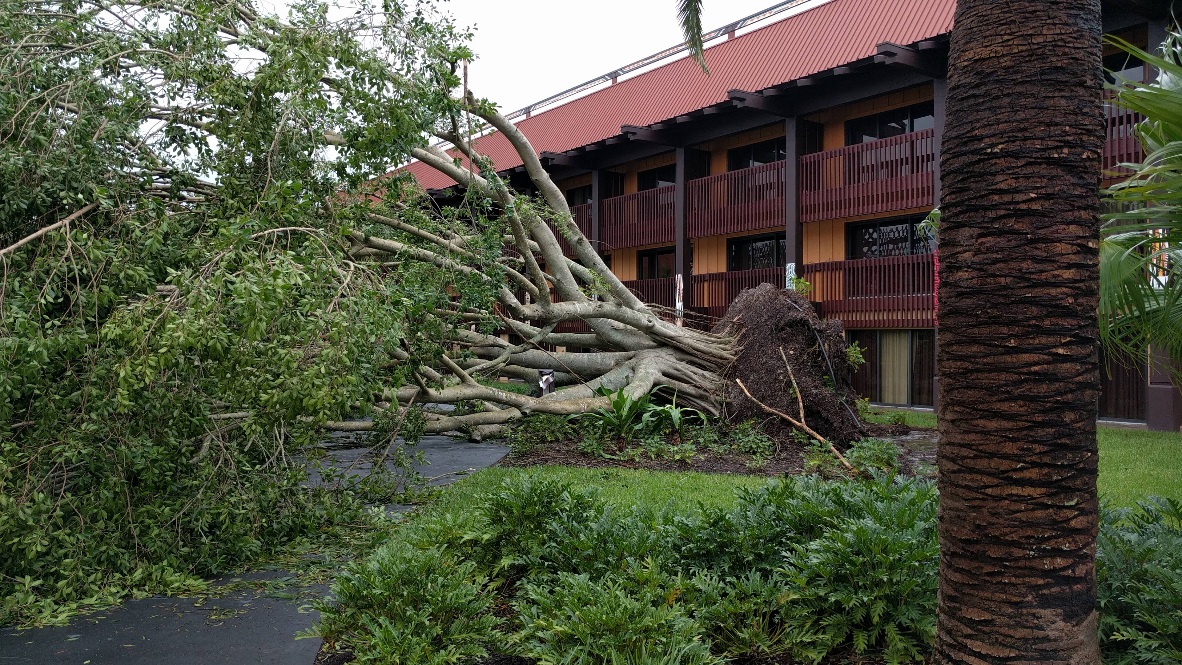 Hurricane Irma damage at Disney's Polynesian Resort
