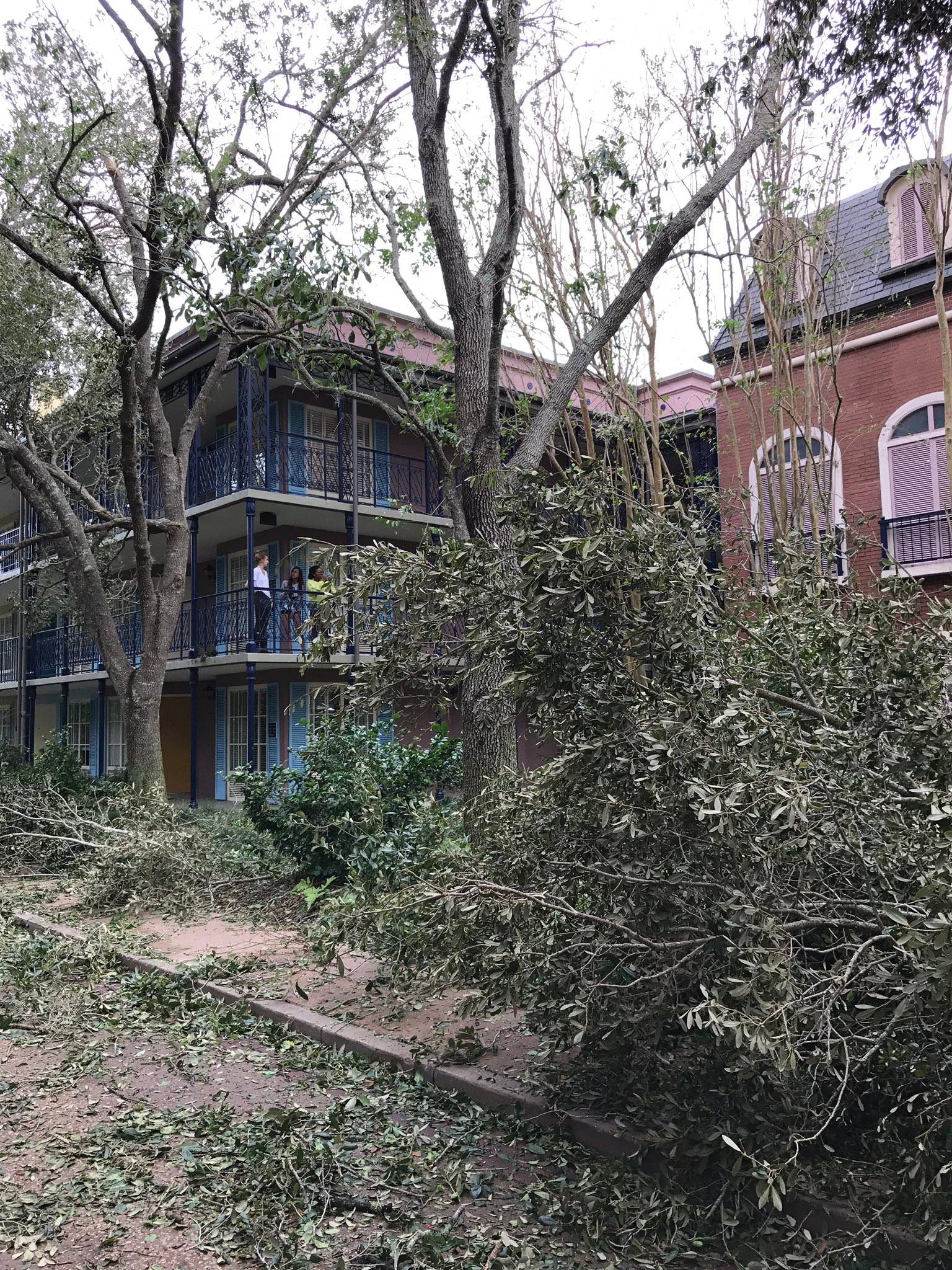 PHOTOS - Trees uprooted at Disney's Port Orleans Resort from Hurricane Irma