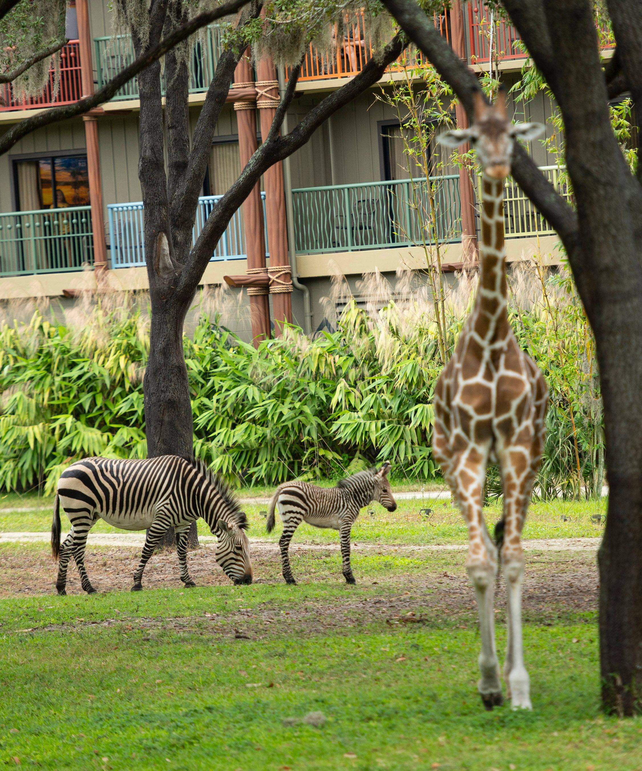 Zebra Born at Disney's Animal Kingdom Lodge - October 13 2021