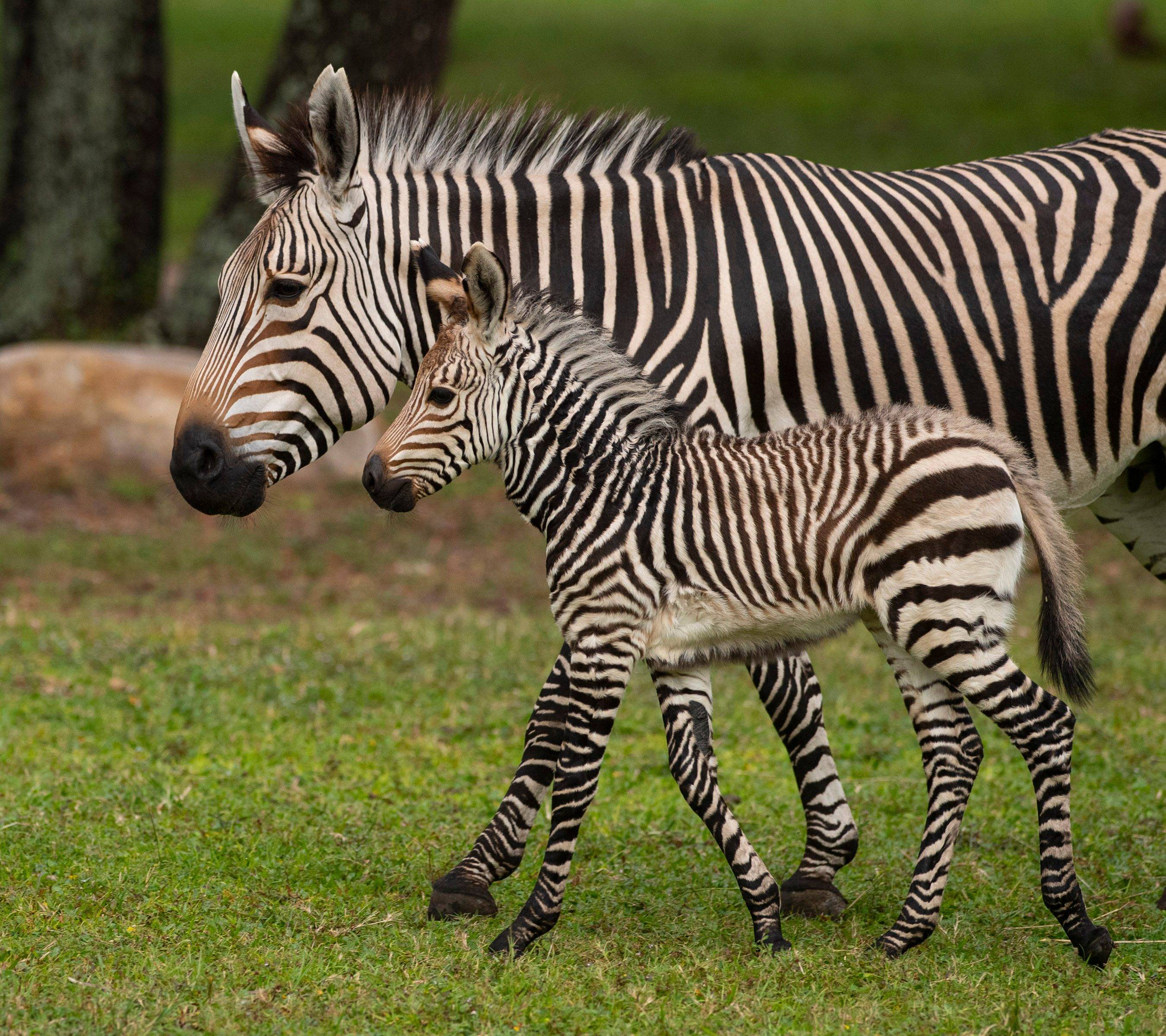 Zebra Born at Disney's Animal Kingdom Lodge - October 13 2021