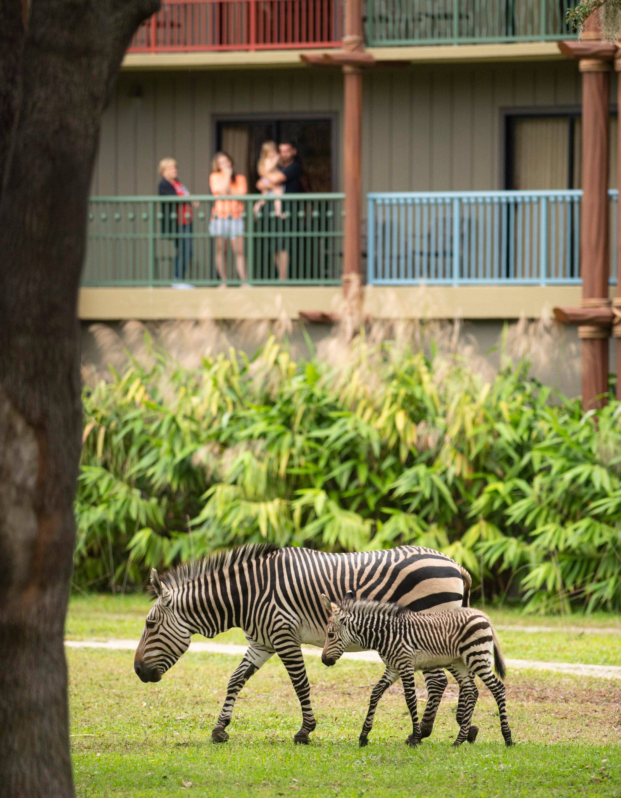 DisneyMagicMoments: Meet Phoenix, the Zebra Foal Born at Disney's Animal  Kingdom Lodge