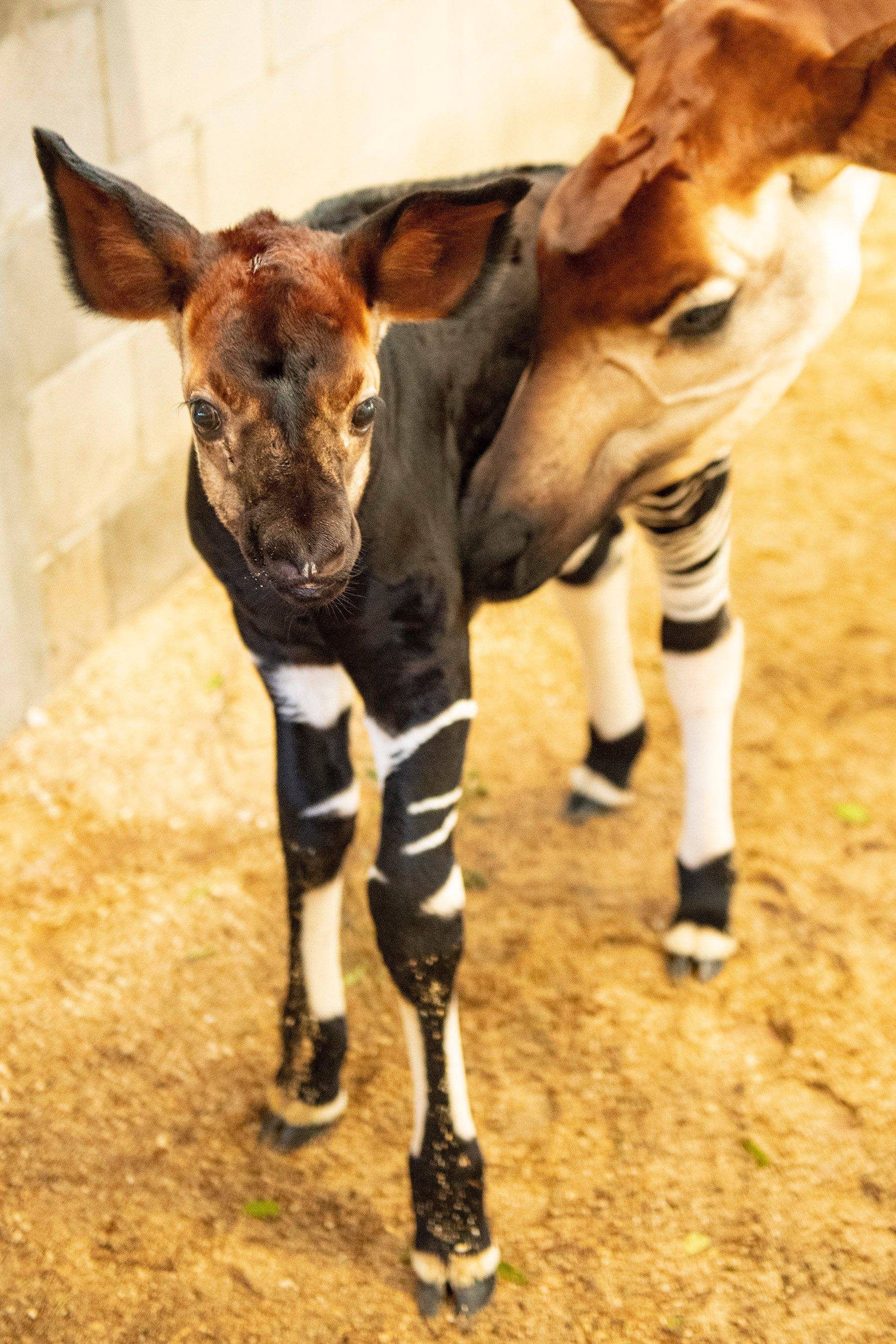 Okapi Calf Born at Disney's Animal Kingdom Lodge Okapi Calf Born at Disney's Animal Kingdom Lodge