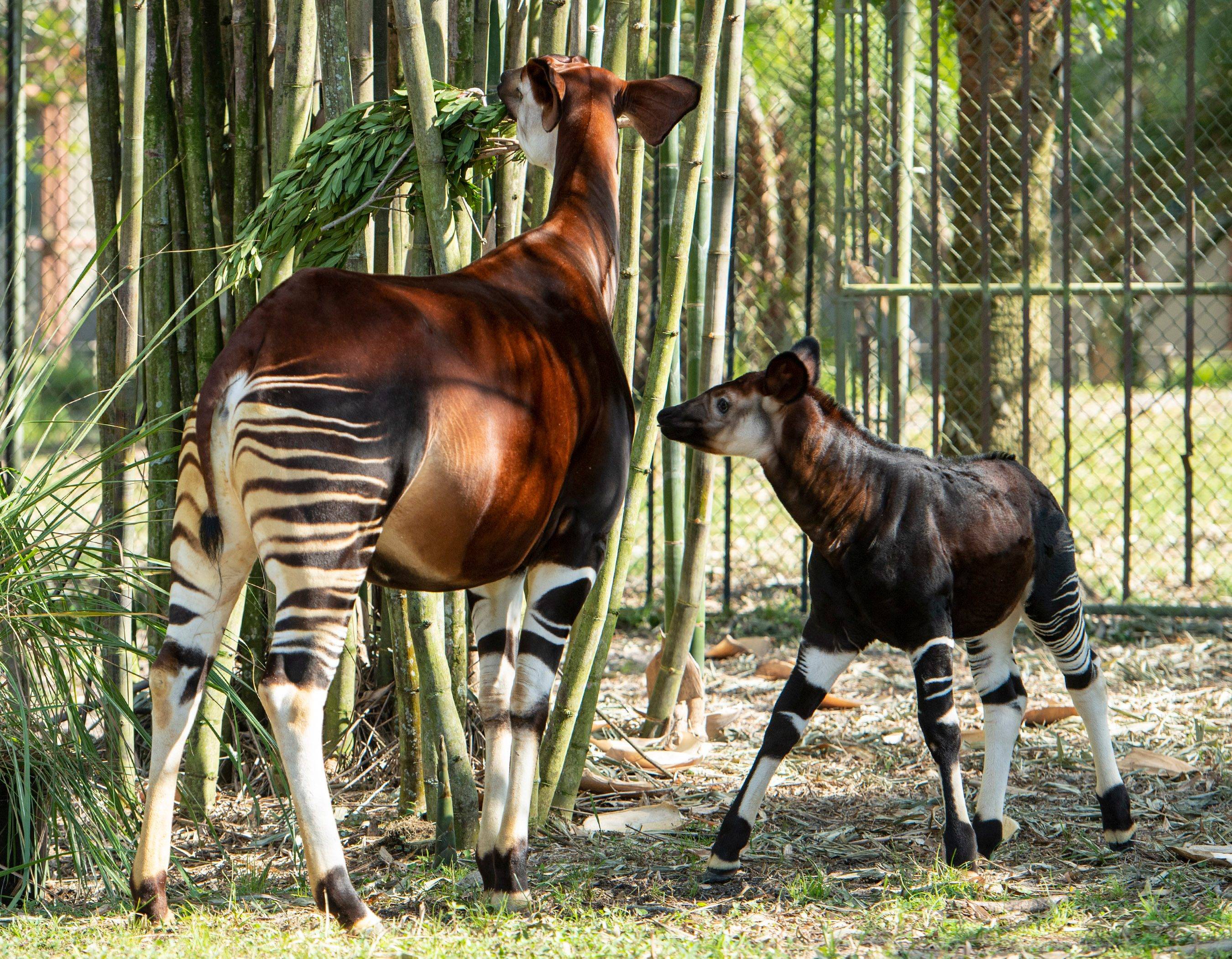 Okapi Calf Born at Disney’s Animal Kingdom Lodge