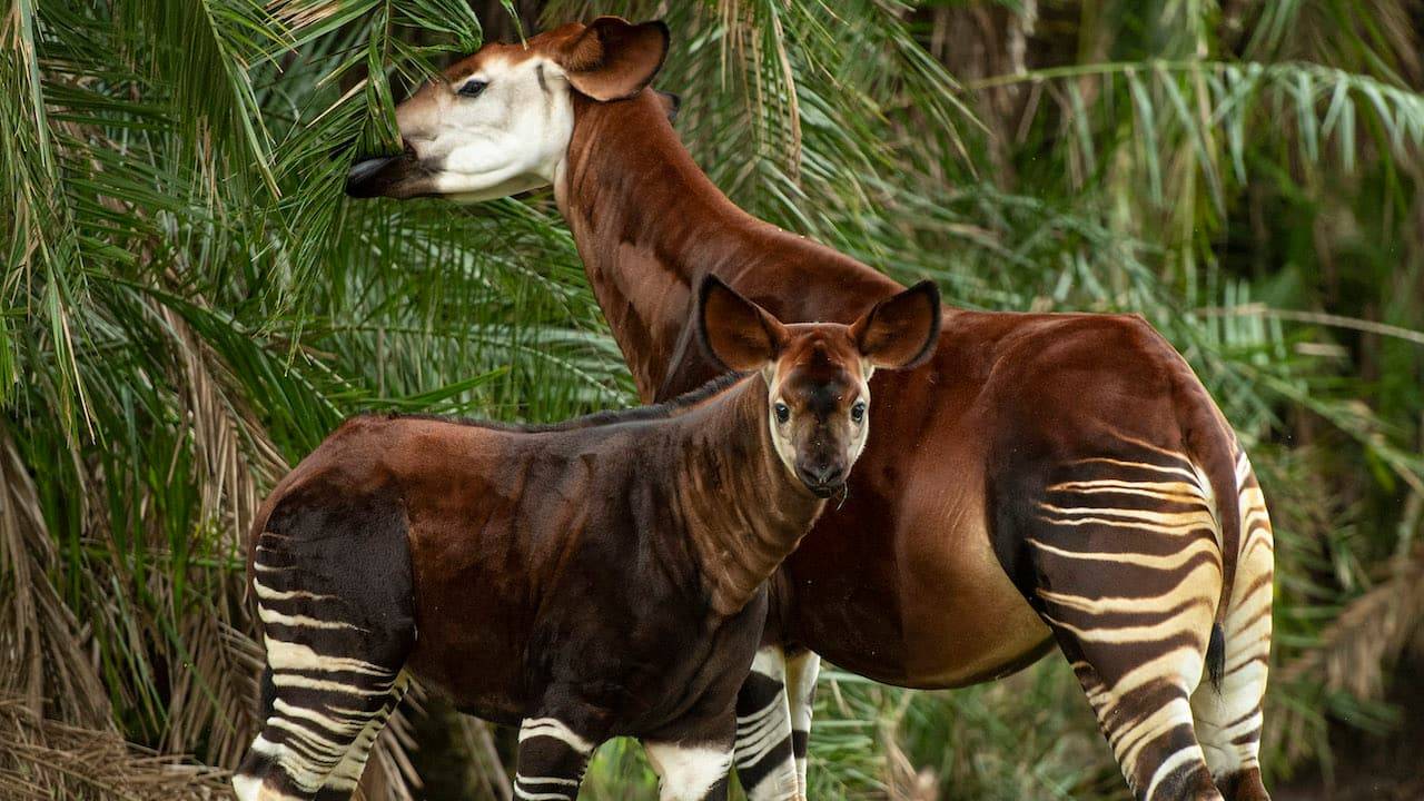 Beni, a rare, endangered Okapi Calf takes to the savanna at