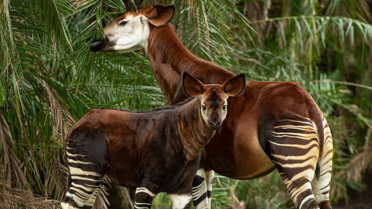 Beni, a rare, endangered Okapi Calf takes to the savanna at Disney's Animal Kingdom Lodge