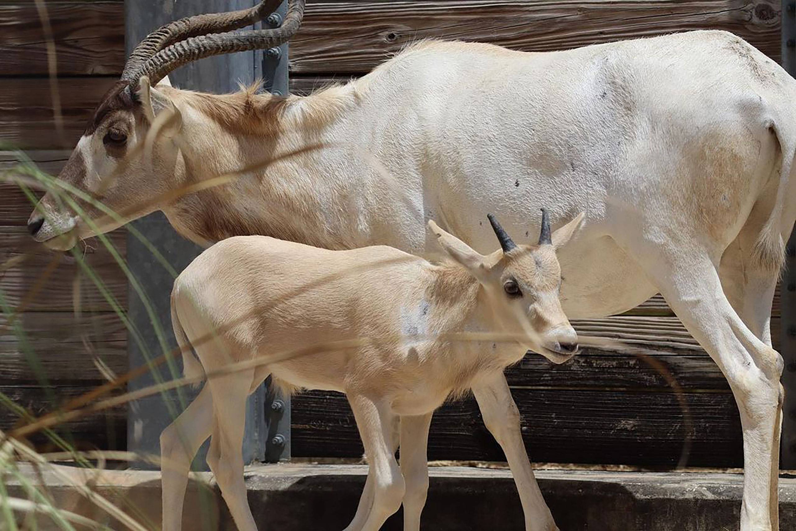 Newborn Addax Calf Marks a Conservation Milestone at Disney's Animal Kingdom Lodge