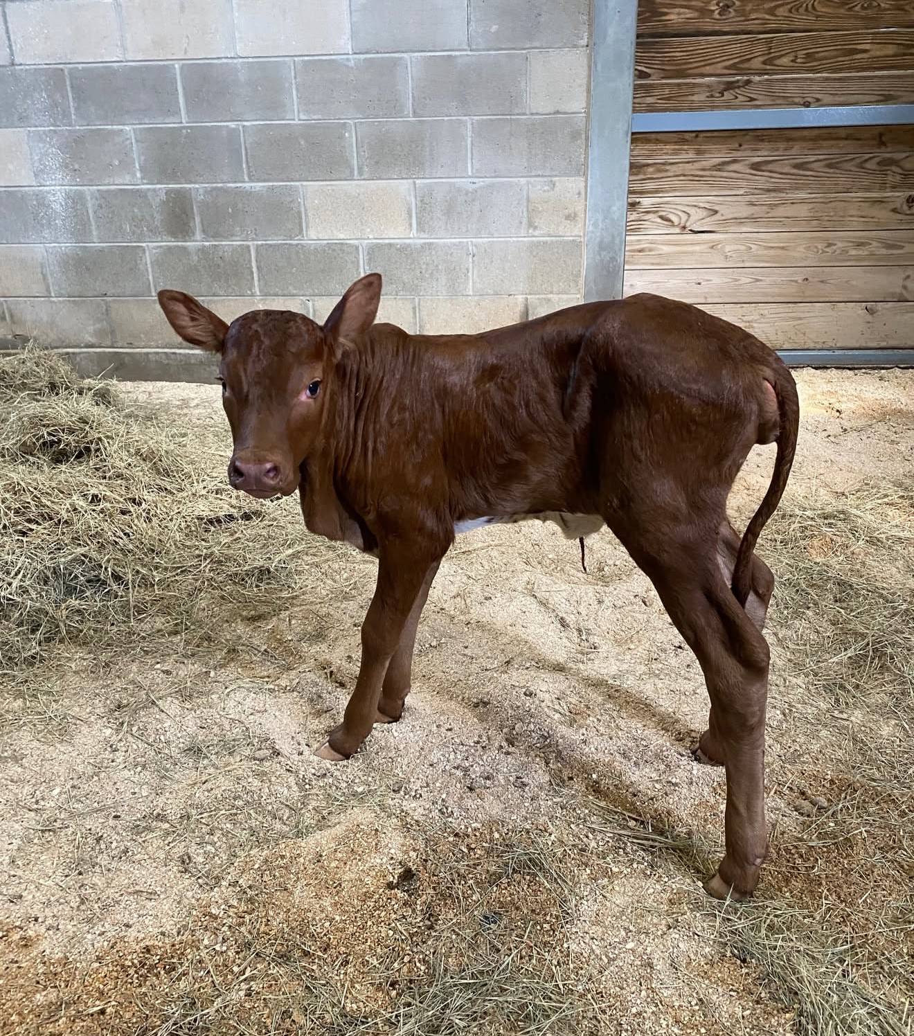 Winnie and Her Newborn Calf at Disney's Animal Kingdom Lodge