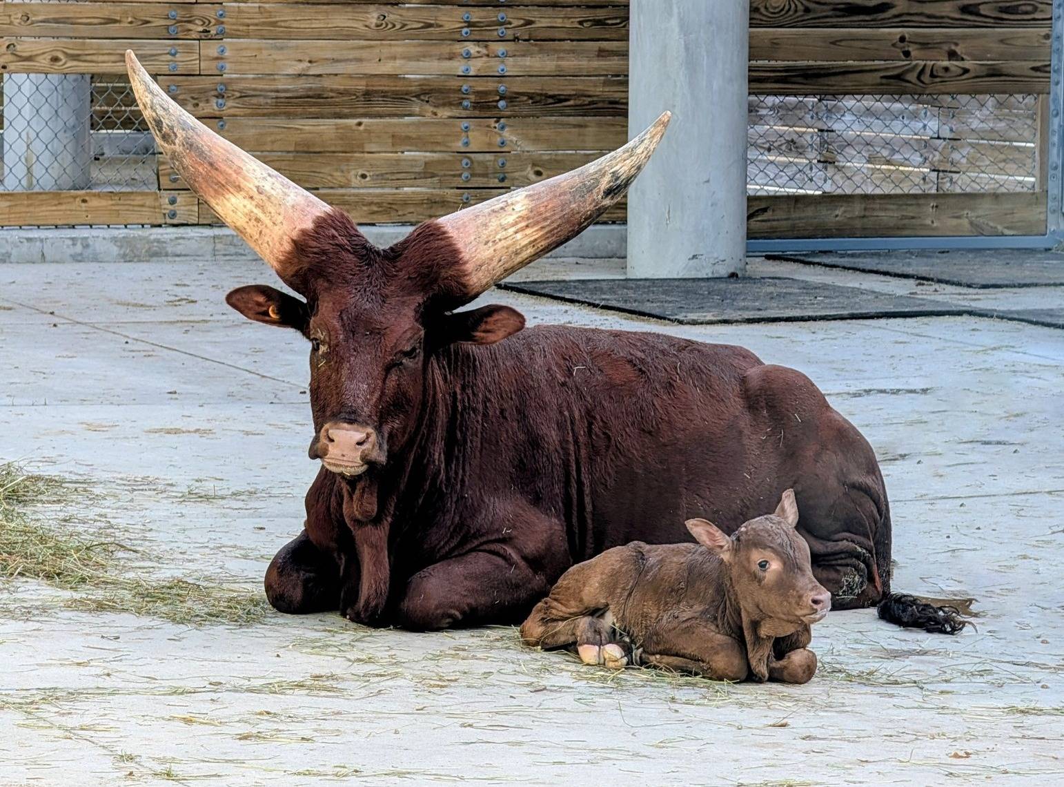 Winnie and Her Newborn Calf at Disney's Animal Kingdom Lodge