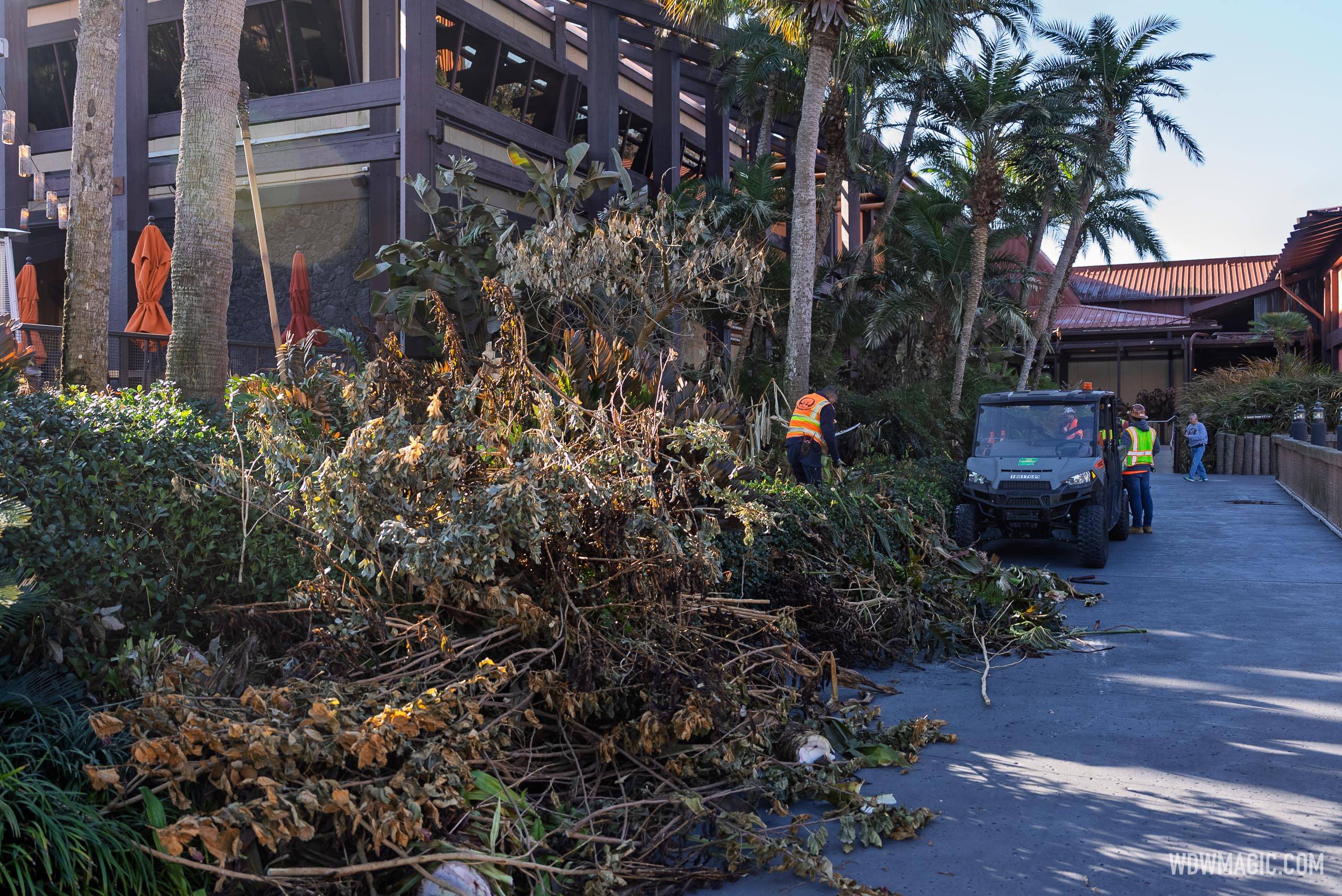 Disney World Landscaping Cleanup Underway After Historic Cold Outbreak