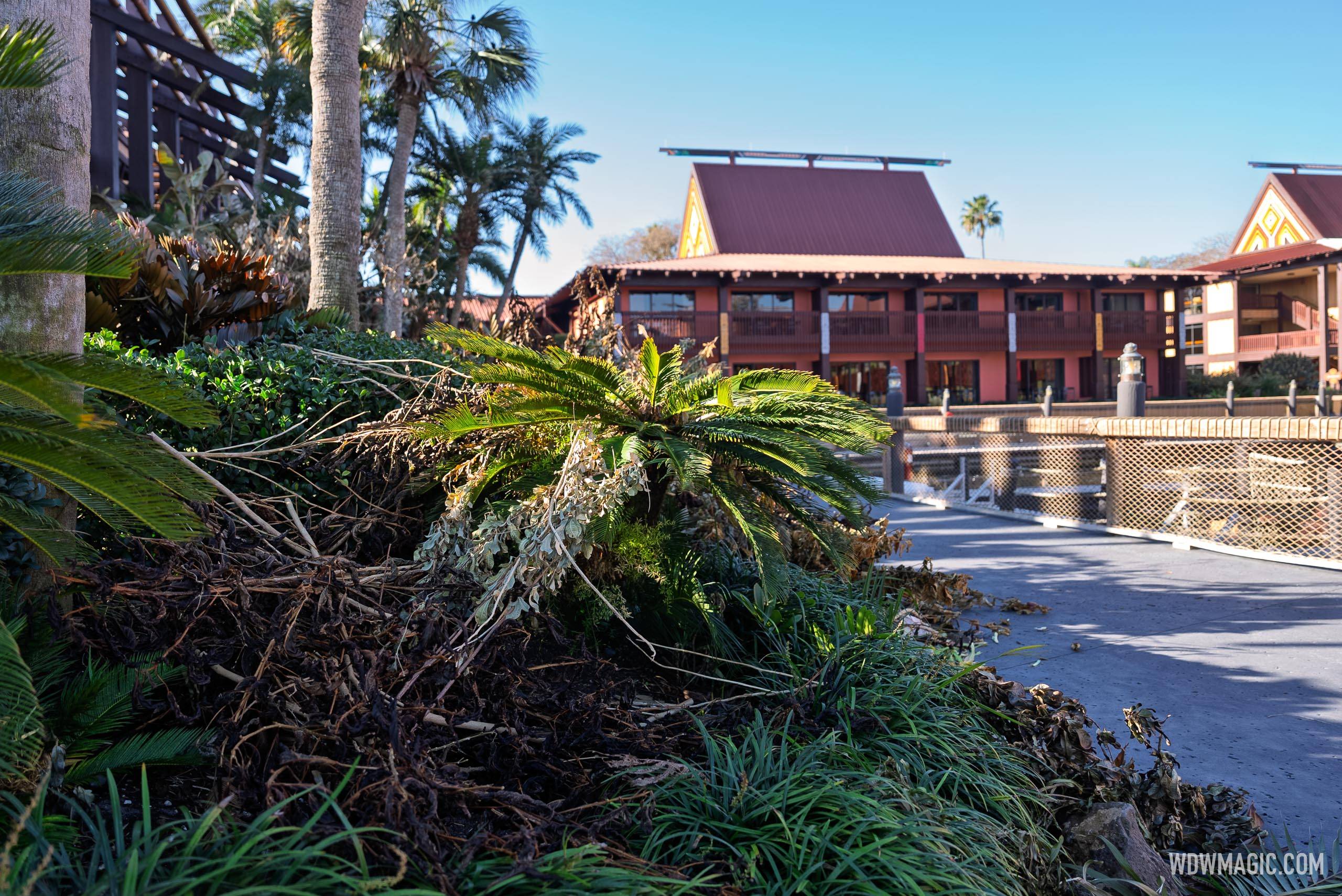 Disney World Freeze Damage: Landscaping Cleanup Underway - February 2026