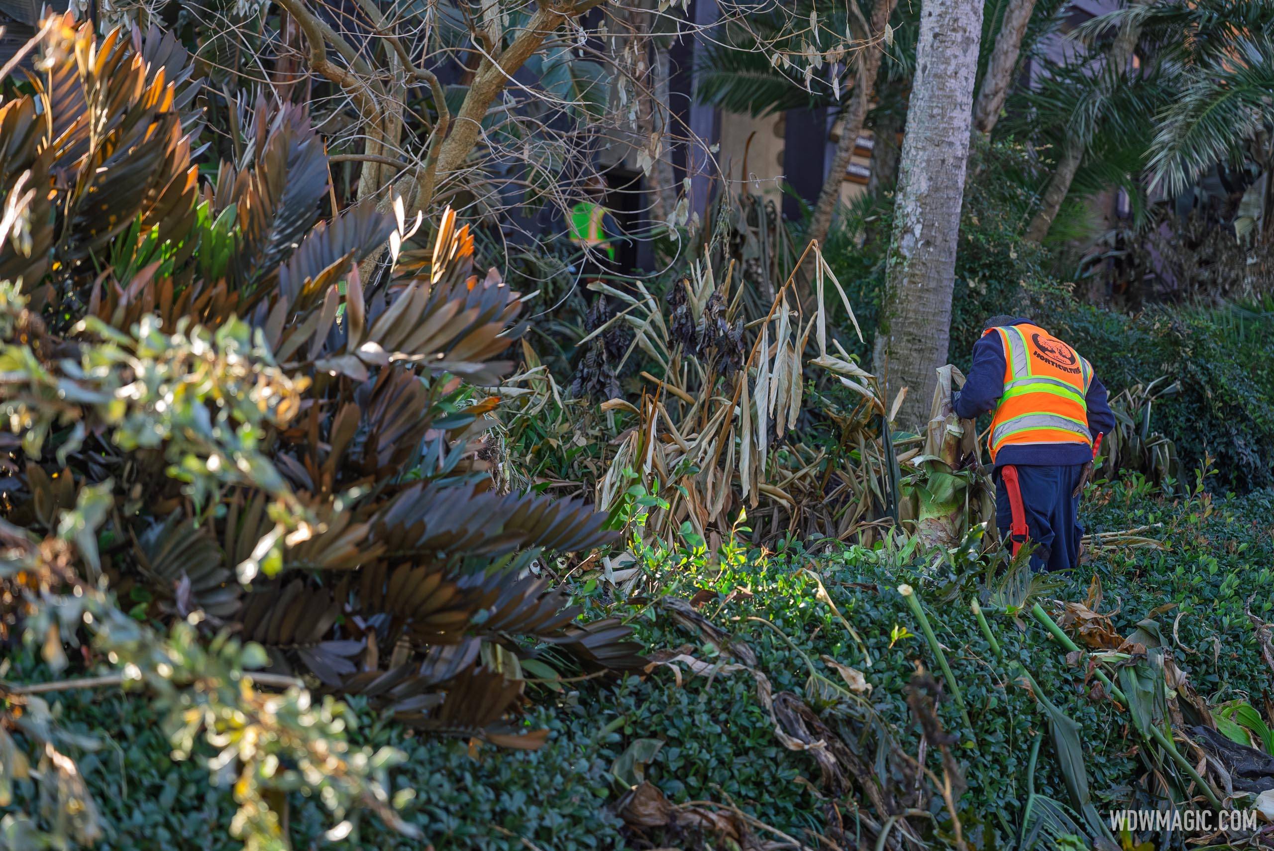 Disney World Freeze Damage: Landscaping Cleanup Underway - February 2026