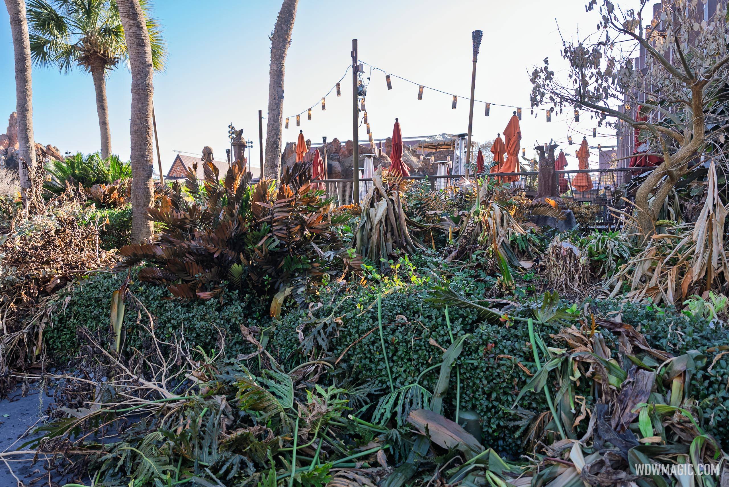 Disney World Freeze Damage: Landscaping Cleanup Underway - February 2026