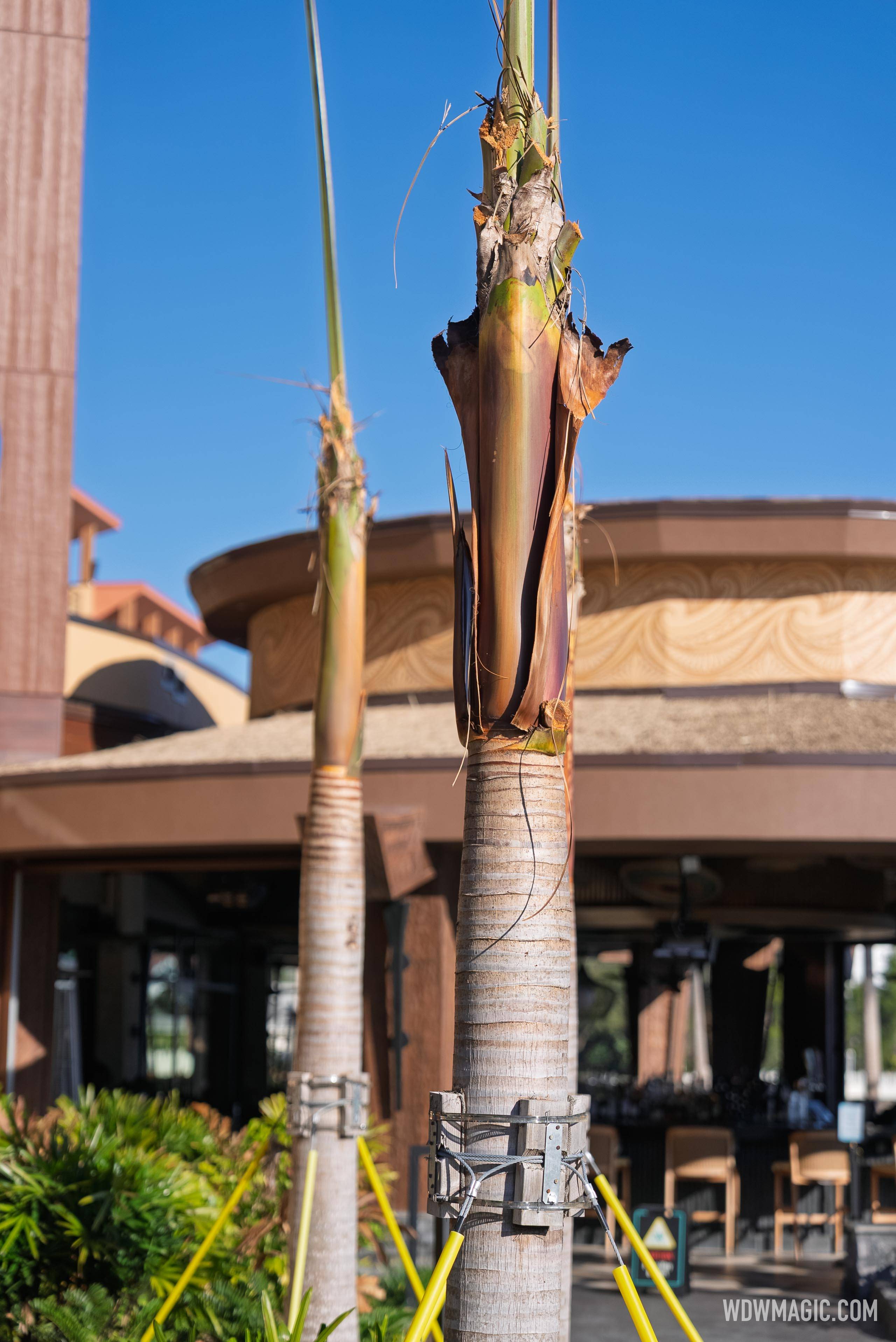 Disney World Freeze Damage: Landscaping Cleanup Underway - February 2026