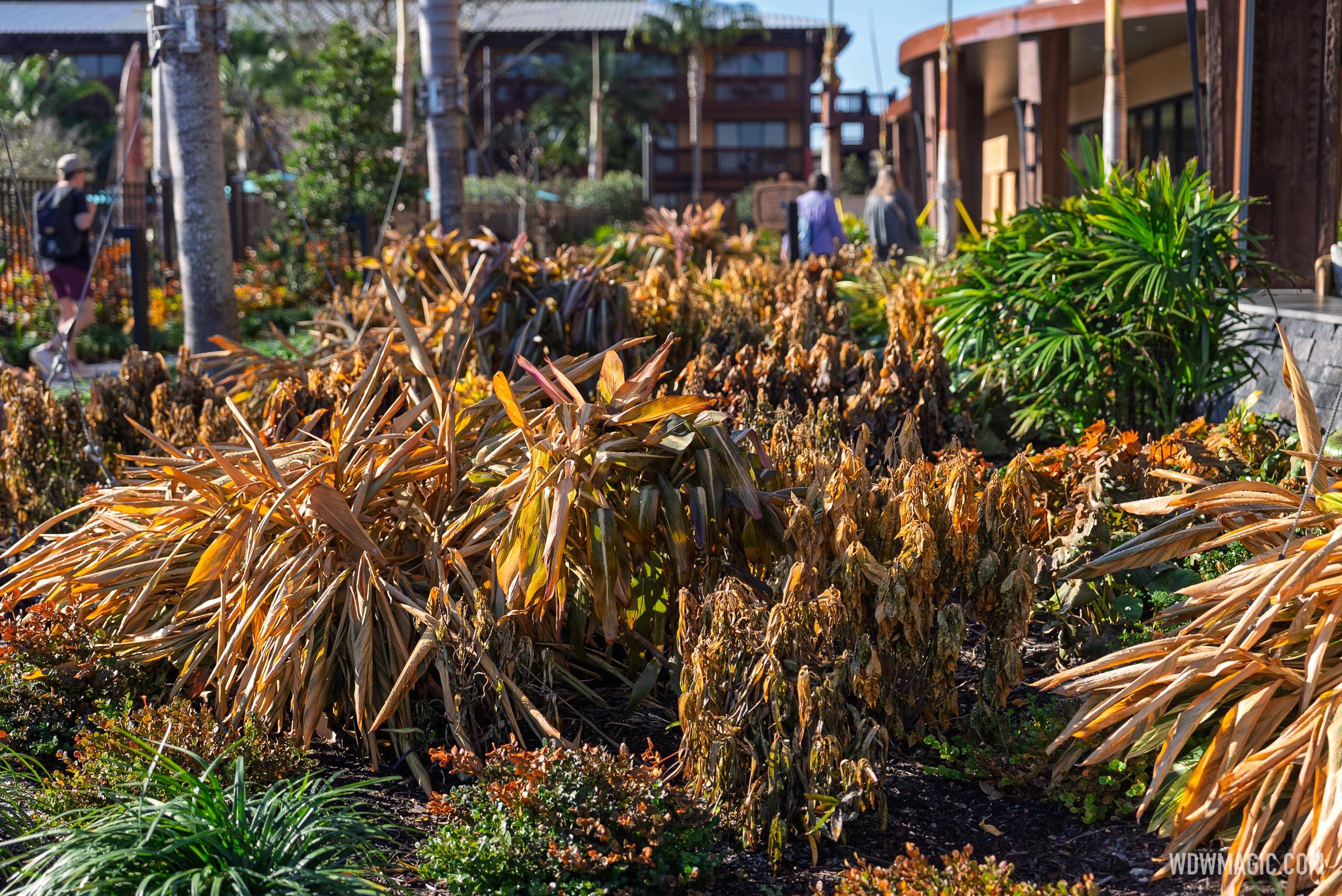 Disney World Freeze Damage: Landscaping Cleanup Underway - February 2026