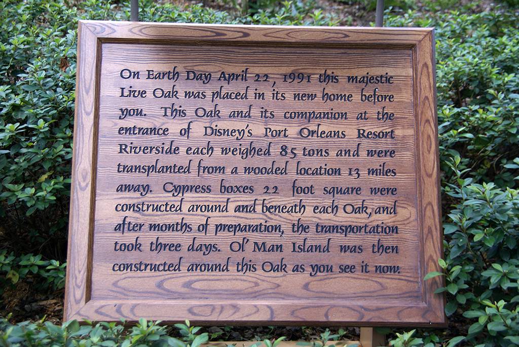 The Ol' Man Island giant live oak information plaque