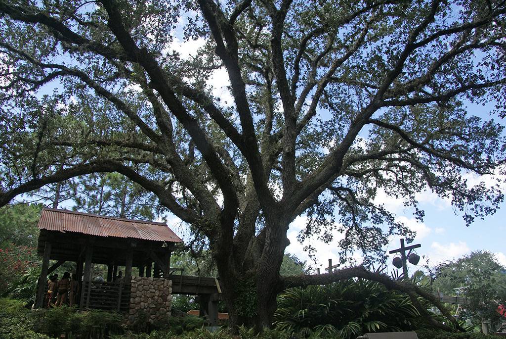 The Ol' Man Island giant live oak