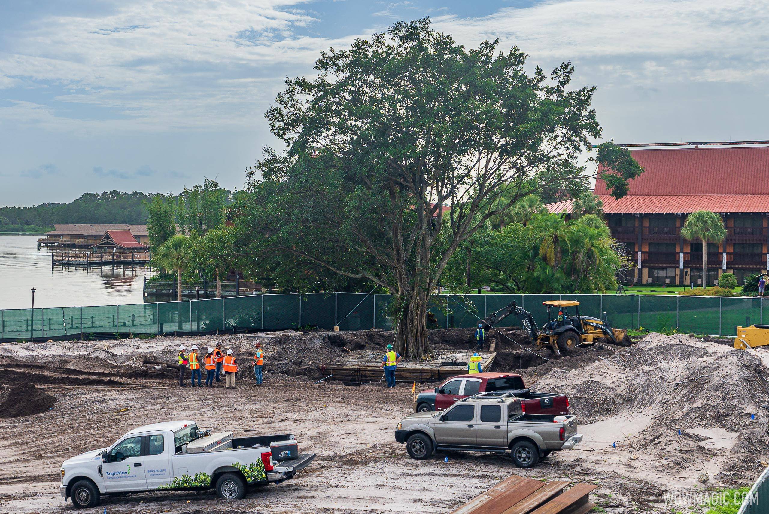 Oak tree removal from Polynesian Tower construction site