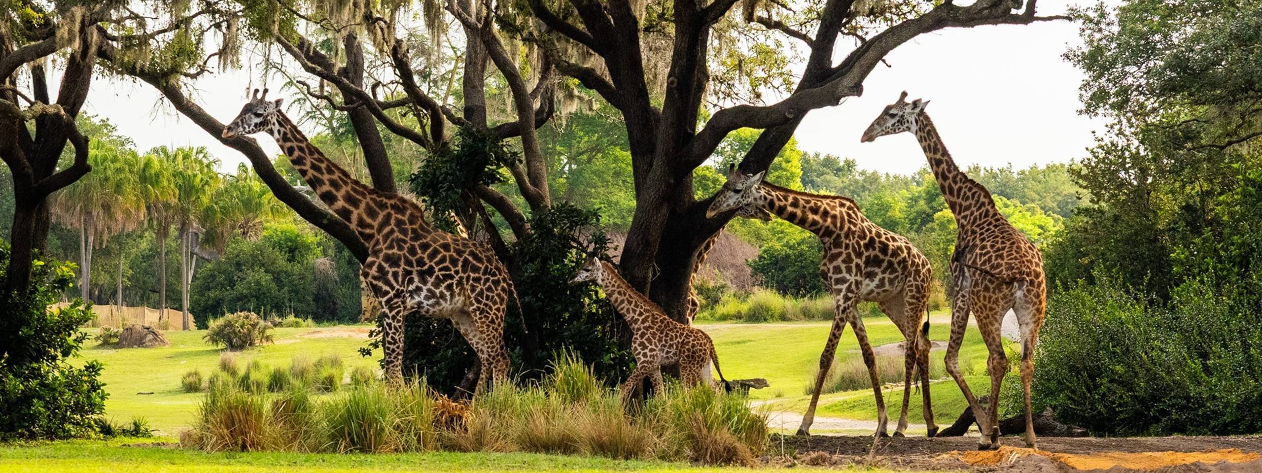 Baby Giraffe Ivy Makes Her Kilimanjaro Safaris Debut at Disney's Animal Kingdom